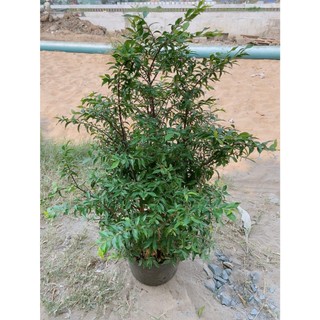 Cây Mai Chiếu Thuỷ 60-80cm