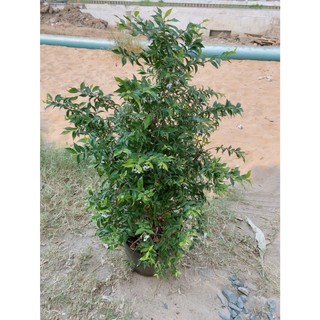 Cây Mai Chiếu Thuỷ 60-80cm