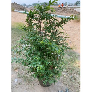 Cây Mai Chiếu Thuỷ 60-80cm