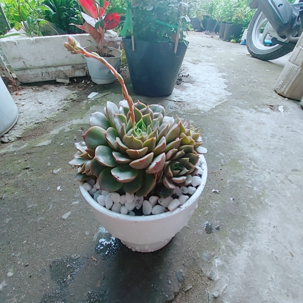 Chậu Sen Đá Nâu