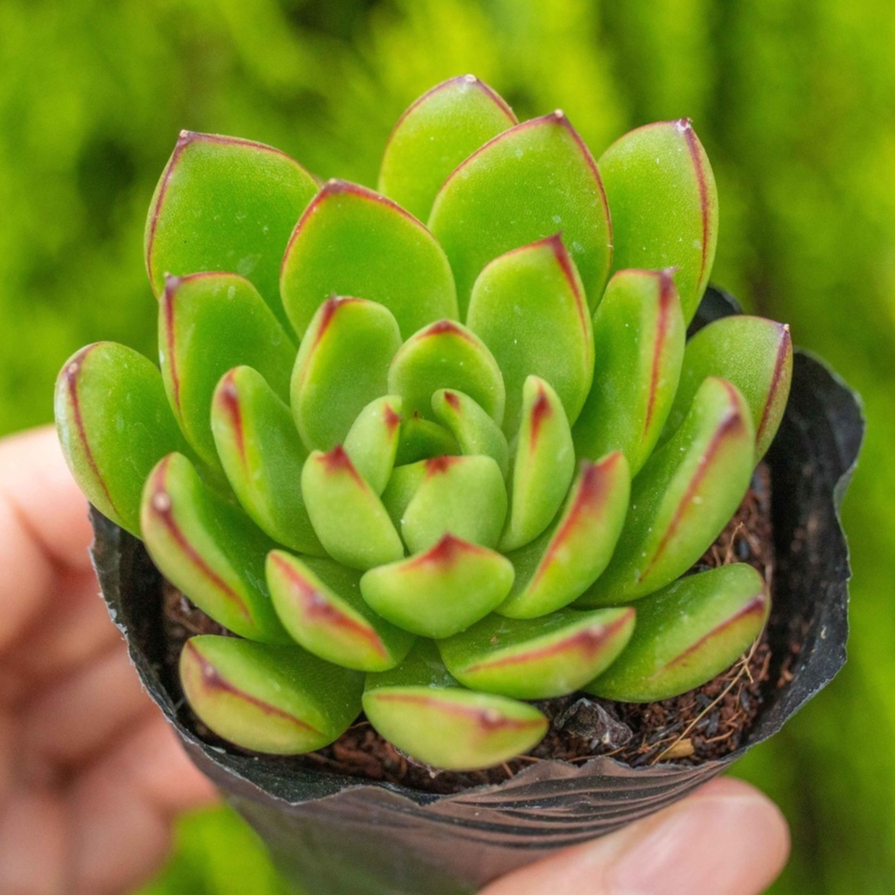 Sen đá viền lửa lá nhọn 5-7cm - Vườn sen đá