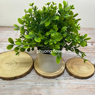 Cây giả kèm chậu để bàn 23cm trang trí kệ phòng ngủ phòng khách decor bàn làm việc quán cafe phụ kiện chụp ảnh xinh xắn
