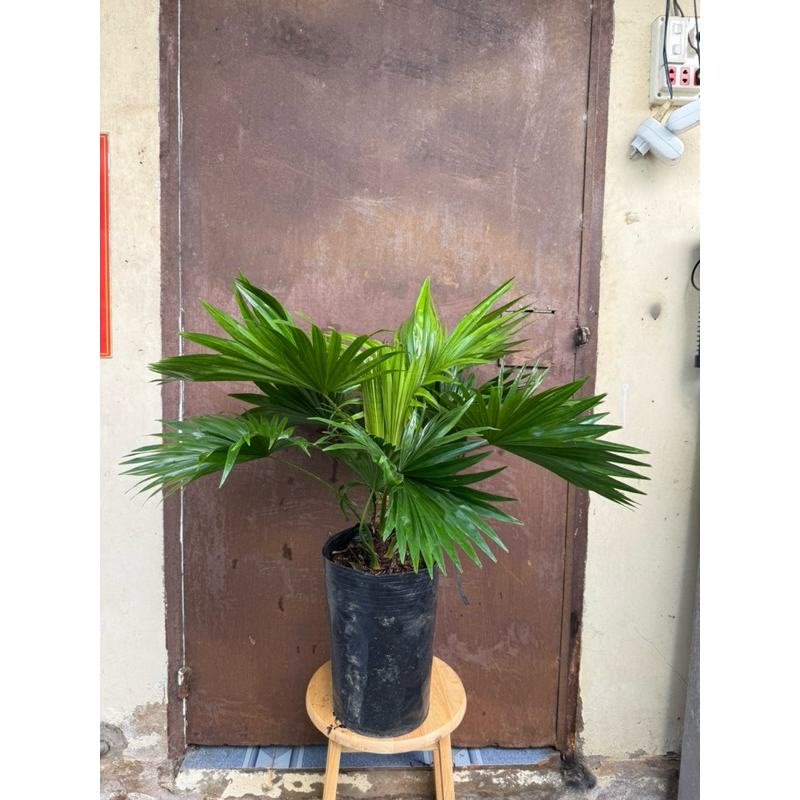Cây cọ ta lớn cao 50cm