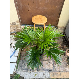 Cây cọ ta lớn cao 50cm
