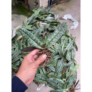 cây lan hài gấm