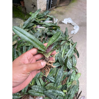 cây lan hài gấm