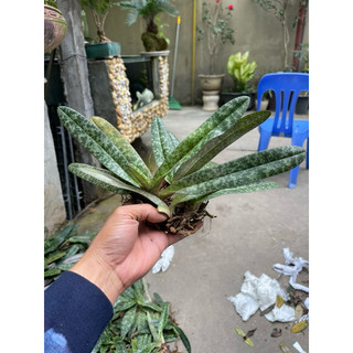 cây lan hài gấm