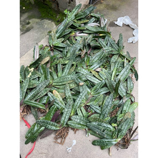 cây lan hài gấm