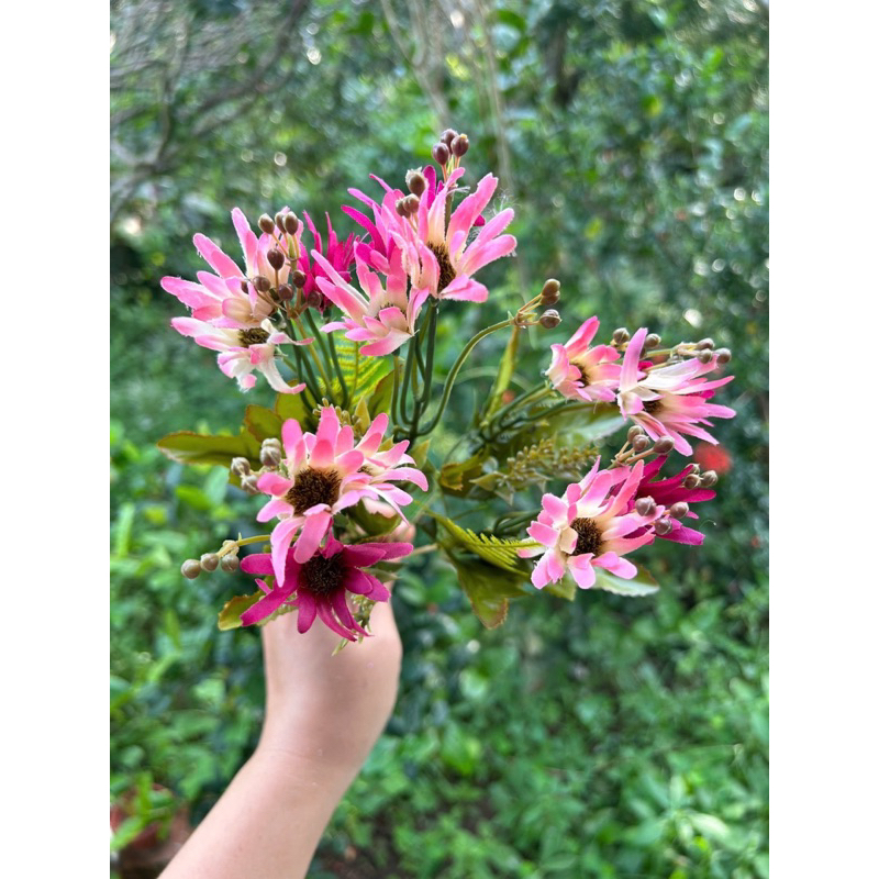 Cúc mi trung quốc - hoa điểm 1 cụm