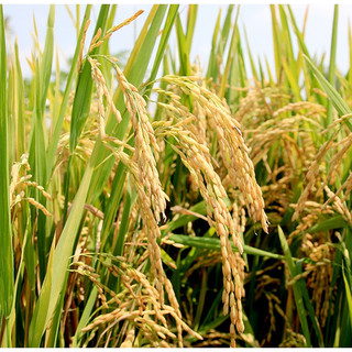 1kg NẾP THÁI DẺO THƠM