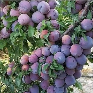 Cây giống Mận tím không hạt siêu trái  cây ghép  