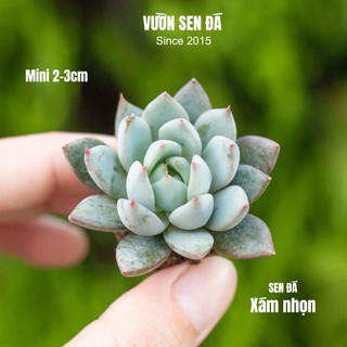 Sen đá xám nhọn 2-3cm - Sen đá mini màu rực rỡ