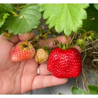 Combo 10 cây mô vỉ dâu🍓NHẬT SKY