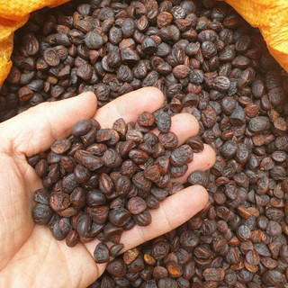 hạt dổi nếp rừng 250g -500g
