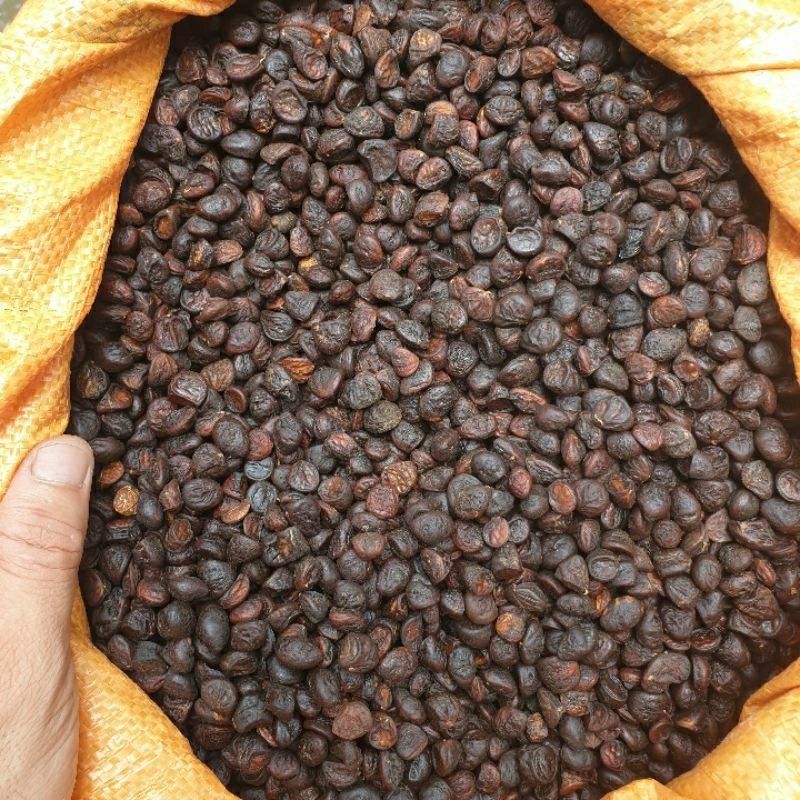 hạt dổi nếp rừng 250g -500g