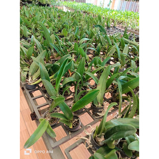 Catlaya cây giống nhiều màu