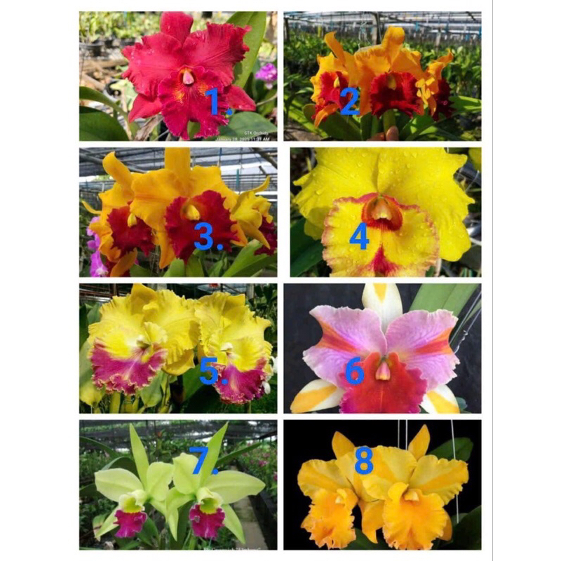 Catlaya cây giống nhiều màu