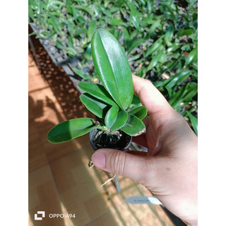 Catlaya cây giống nhiều màu