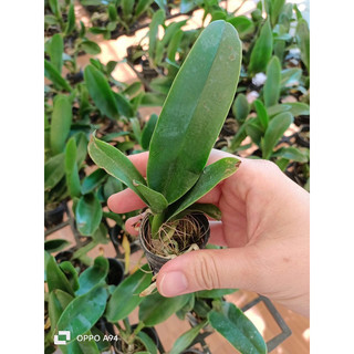 Catlaya cây giống nhiều màu