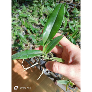 Catlaya cây giống nhiều màu