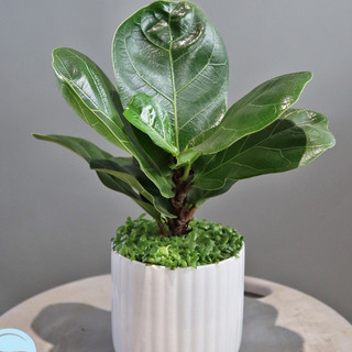 Cây bàng Singapore mini để bàn- Vườn Trung Tâm (Central Garden)