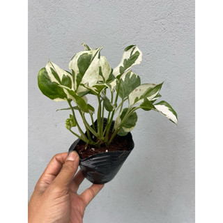 cây trầu bà lá xanh, trầu bà sữa