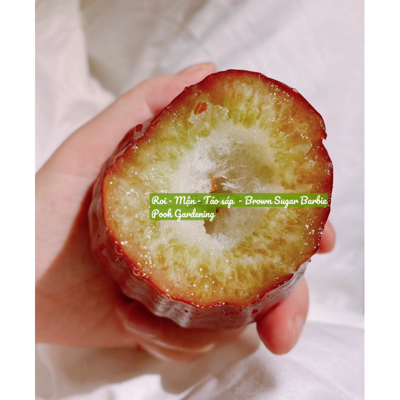 Tree Roi Mận Táo Sáp Brown Sugar