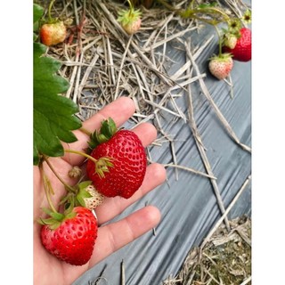 Combo 10 cây mô vỉ dâu🍓NHẬT SKY