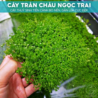 Trân Châu Ngọc Trai Sạch - Thảm Ươm Không Đất | Cây Thuỷ Sinh Tiền Cảnh Cực Đẹp