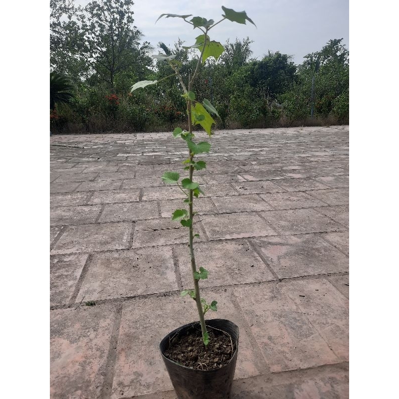 Cây Hoa Phù Dung cánh kép
