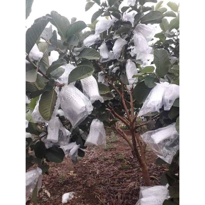 xốp bọc ổi lòng sẵn (1kg)