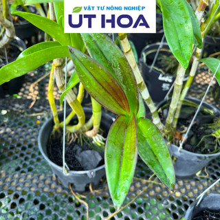 COMBO 5 Túi Nhỏ Phân Bón Hoa Lan ORCHID Hữu Cơ Tan Chậm - Dưỡng cây dưỡng rễ, siêu ra hoa