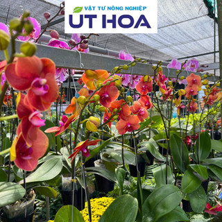 COMBO 5 Túi Nhỏ Phân Bón Hoa Lan ORCHID Hữu Cơ Tan Chậm - Dưỡng cây dưỡng rễ, siêu ra hoa