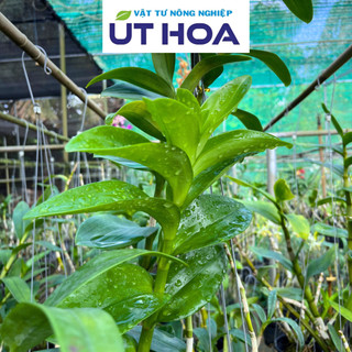 COMBO 5 Túi Nhỏ Phân Bón Hoa Lan ORCHID Hữu Cơ Tan Chậm - Dưỡng cây dưỡng rễ, siêu ra hoa