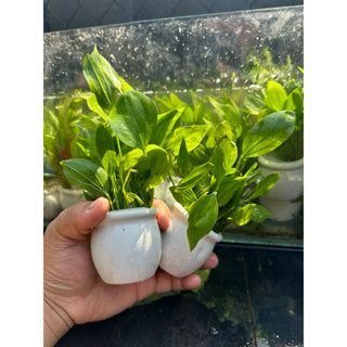 Lan Nước trong chậu , Gắn giá thể - cây thủy sinh không cần co2 và nền -  trang trí bể cá  bể thủy sinh dễ chăm sóc
