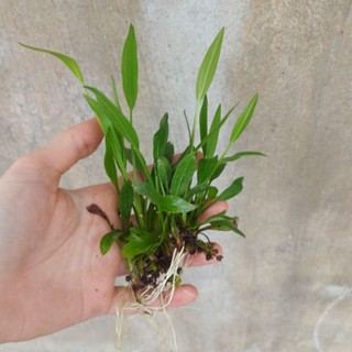 BỘ SẢN PHẨM CÂY THỦY SINH CƠ BẢN TRANG TRÍ BỂ CÁ BỂ THÚY SINH, DỄ CHĂM DỄ SỐNG, LỌC NƯỚC SIÊU XỊN- LAN NƯỚC, BÈO NHẬT...