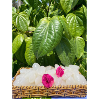 3kg Hạt đác tươi nhỏ mềm