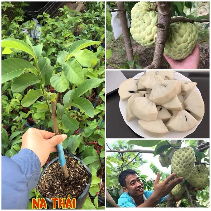 Cây giống na thái quả to ít hạt,ăn ngọt,cây khoẻ không sâu bệnh