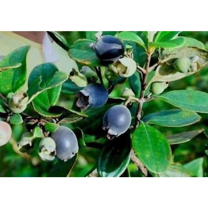 Cây sim tím rừng ăn quả và làm cảnh cao 1m