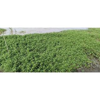 1Kg Rau Dừa Nước Tươi ogranic