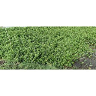 1Kg Rau Dừa Nước Tươi ogranic