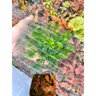 giá thể rong đuôi chó