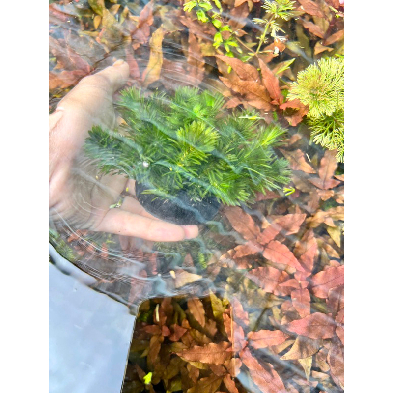 giá thể rong đuôi chó