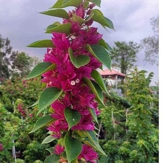Chậu cây hoa giấy mỹ giống ( cao 15-30cm )