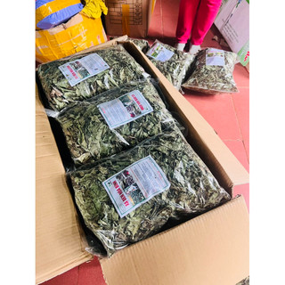 Hạt Giống - Cây giống Xạ Đen( chuẩn Hoà Bình, ngọn tím lá răng cưa) hỗ trợ u bướu, ung thư, men gan, huyết áp