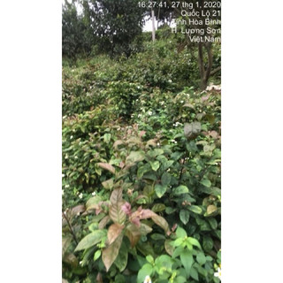 Hạt Giống - Cây giống Xạ Đen( chuẩn Hoà Bình, ngọn tím lá răng cưa) hỗ trợ u bướu, ung thư, men gan, huyết áp