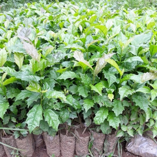 Hạt Giống - Cây giống Xạ Đen( chuẩn Hoà Bình, ngọn tím lá răng cưa) hỗ trợ u bướu, ung thư, men gan, huyết áp