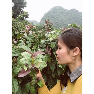Hạt Giống - Cây giống Xạ Đen( chuẩn Hoà Bình, ngọn tím lá răng cưa) hỗ trợ u bướu, ung thư, men gan, huyết áp