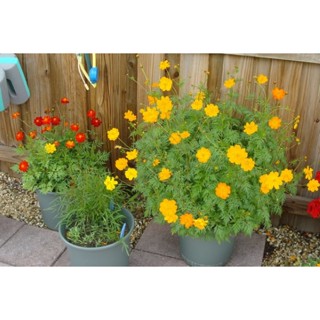 [Gói 100 hạt] Hạt Giống Hoa  Sao  Nhái Vàng Lùn F1- Loại Siêu Dễ Trồng, Hoa Nở Đẹp-Siêu Bền