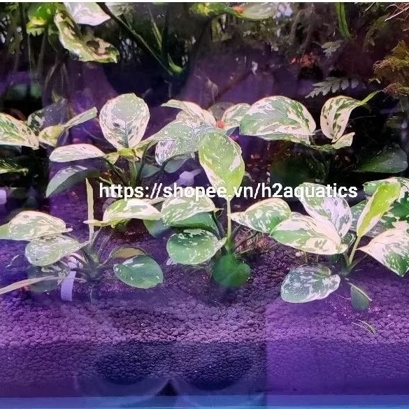 Ráy VarKing Đột biến lá nước- Anubias Variegated King - H2 Aquatics